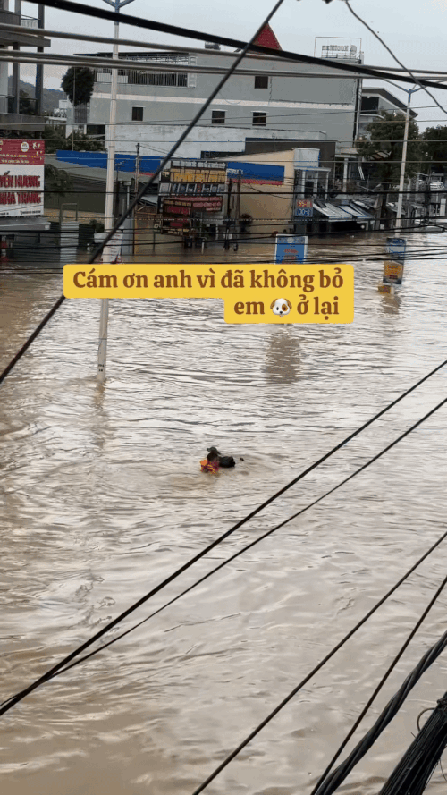 Khoảnh khắc giải cứu những chú cún giữa mưa lũ lịch sử ở miền Trung: Vì sinh mạng nào cũng quý giá- Ảnh 8.