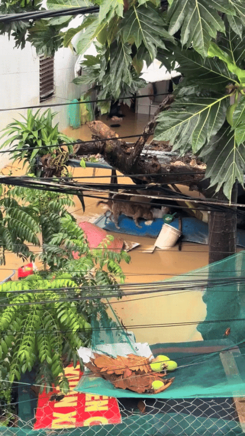 Khoảnh khắc giải cứu những chú cún giữa mưa lũ lịch sử ở miền Trung: Vì sinh mạng nào cũng quý giá- Ảnh 2.