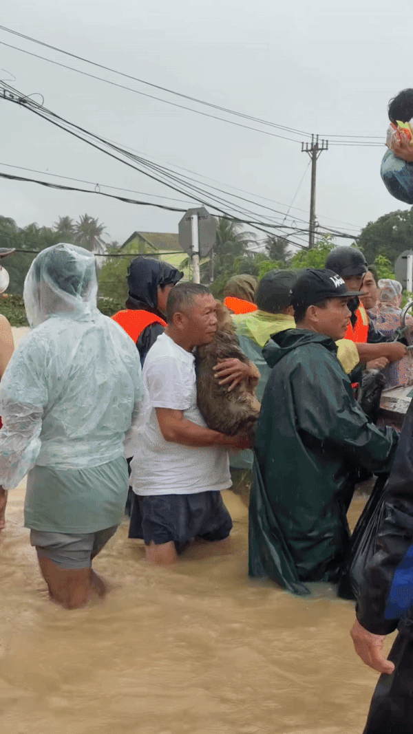 Khoảnh khắc giải cứu những chú cún giữa mưa lũ lịch sử ở miền Trung: Vì sinh mạng nào cũng quý giá- Ảnh 1.