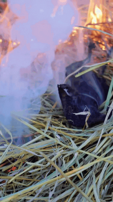 Thịt chuột đồng - món "đặc sản" tưởng đã "thất truyền" bất ngờ hot trở lại, gây chia rẽ cực mạnh trong giới sành ăn- Ảnh 12. Thịt chuột đồng - món "đặc sản" tưởng đã "thất truyền" bất ngờ hot trở lại, gây chia rẽ cực mạnh trong giới sành ăn- Ảnh 12.