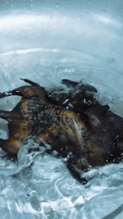 Thịt chuột đồng - món "đặc sản" tưởng đã "thất truyền" bất ngờ hot trở lại, gây chia rẽ cực mạnh trong giới sành ăn- Ảnh 16. Thịt chuột đồng - món "đặc sản" tưởng đã "thất truyền" bất ngờ hot trở lại, gây chia rẽ cực mạnh trong giới sành ăn- Ảnh 16.