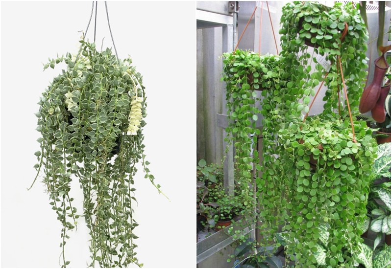 Ông bà dặn: 3 món tuyệt đối không mua về ban đêm - dễ rước khí lạ, hao lộc, mất tiền oan- Ảnh 3.