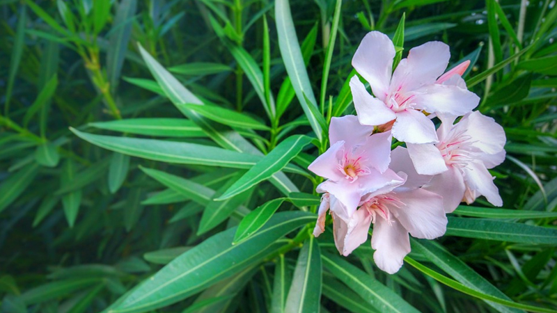 Đặt 3 loại cây lá mềm trước cửa là “mời xui vào nhà”, càng để lâu càng hao tài- Ảnh 2.