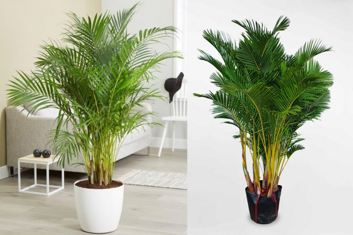 4 món đồ nhà nào cũng có nhưng vô tình “chặn tài, cản lộc” ngay lối đi- Ảnh 2.