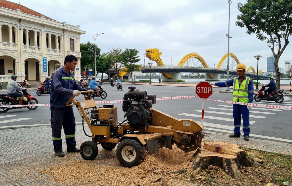 Dịch vụ cắt tỉa cây xanh Đà Nẵng VerdantDN - Khi chặt cây được bảo hiểm và bồi thường- Ảnh 2. Dịch vụ cắt tỉa cây xanh Đà Nẵng VerdantDN - Khi chặt cây được bảo hiểm và bồi thường- Ảnh 2.