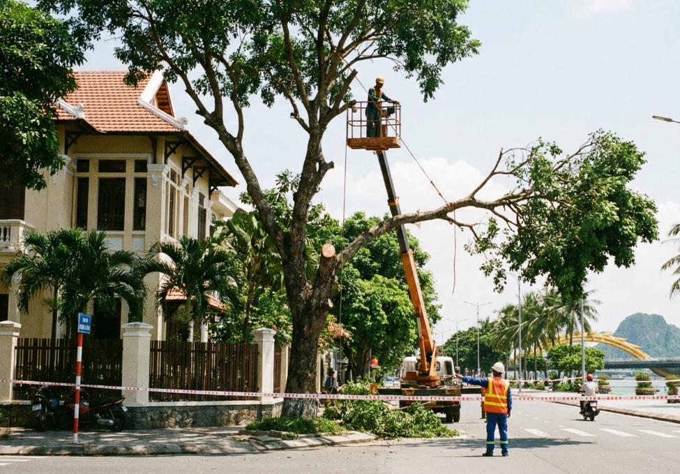 Dịch vụ cắt tỉa cây xanh Đà Nẵng VerdantDN - Khi chặt cây được bảo hiểm và bồi thường- Ảnh 3. Dịch vụ cắt tỉa cây xanh Đà Nẵng VerdantDN - Khi chặt cây được bảo hiểm và bồi thường- Ảnh 3.