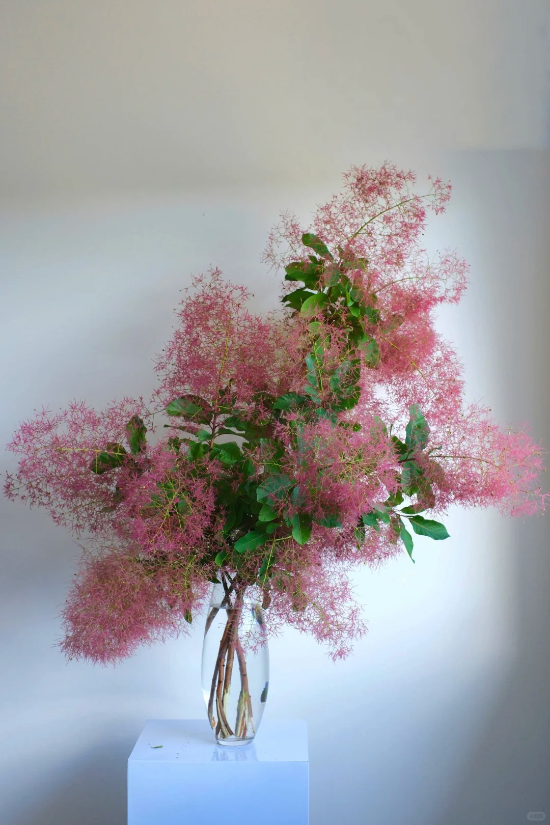 "Lạc lối" trước bình hoa khói tím: Loài cây nhìn như mây bông đang gây sốt góc nhà chị em- Ảnh 18. "Lạc lối" trước bình hoa khói tím: Loài cây nhìn như mây bông đang gây sốt góc nhà chị em- Ảnh 18.