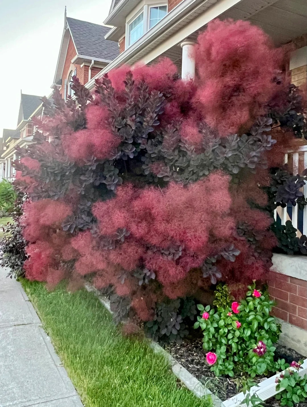 "Lạc lối" trước bình hoa khói tím: Loài cây nhìn như mây bông đang gây sốt góc nhà chị em- Ảnh 4. "Lạc lối" trước bình hoa khói tím: Loài cây nhìn như mây bông đang gây sốt góc nhà chị em- Ảnh 4.