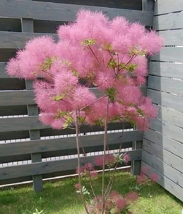 "Lạc lối" trước bình hoa khói tím: Loài cây nhìn như mây bông đang gây sốt góc nhà chị em- Ảnh 3. "Lạc lối" trước bình hoa khói tím: Loài cây nhìn như mây bông đang gây sốt góc nhà chị em- Ảnh 3.