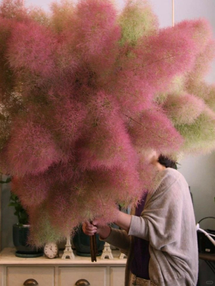 "Lạc lối" trước bình hoa khói tím: Loài cây nhìn như mây bông đang gây sốt góc nhà chị em- Ảnh 9. "Lạc lối" trước bình hoa khói tím: Loài cây nhìn như mây bông đang gây sốt góc nhà chị em- Ảnh 9.