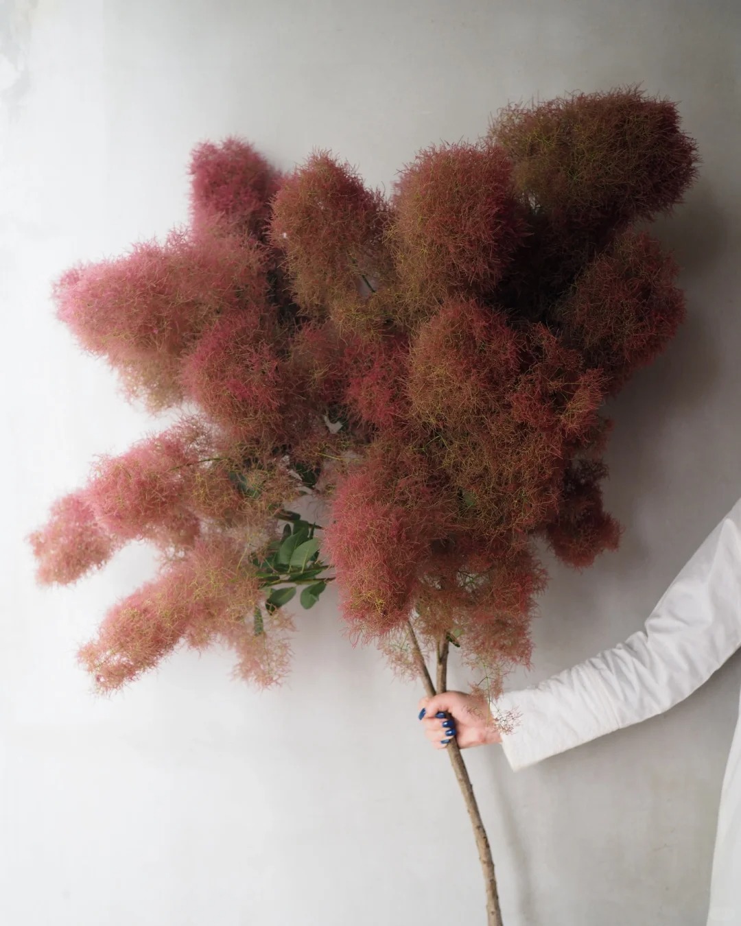 "Lạc lối" trước bình hoa khói tím: Loài cây nhìn như mây bông đang gây sốt góc nhà chị em- Ảnh 6. "Lạc lối" trước bình hoa khói tím: Loài cây nhìn như mây bông đang gây sốt góc nhà chị em- Ảnh 6.