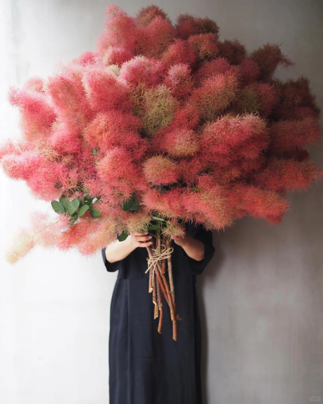 "Lạc lối" trước bình hoa khói tím: Loài cây nhìn như mây bông đang gây sốt góc nhà chị em- Ảnh 7. "Lạc lối" trước bình hoa khói tím: Loài cây nhìn như mây bông đang gây sốt góc nhà chị em- Ảnh 7.