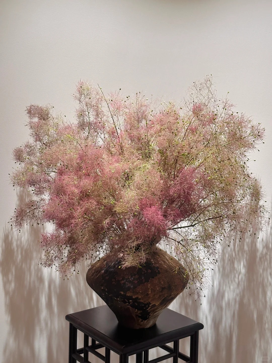 "Lạc lối" trước bình hoa khói tím: Loài cây nhìn như mây bông đang gây sốt góc nhà chị em- Ảnh 17. "Lạc lối" trước bình hoa khói tím: Loài cây nhìn như mây bông đang gây sốt góc nhà chị em- Ảnh 17.