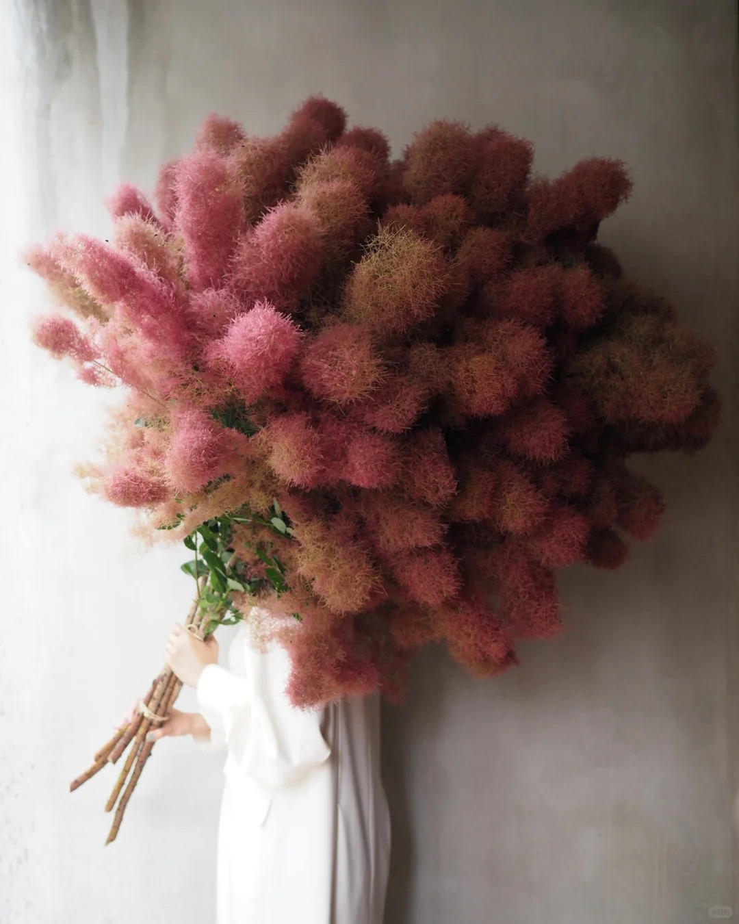 "Lạc lối" trước bình hoa khói tím: Loài cây nhìn như mây bông đang gây sốt góc nhà chị em- Ảnh 5. "Lạc lối" trước bình hoa khói tím: Loài cây nhìn như mây bông đang gây sốt góc nhà chị em- Ảnh 5.