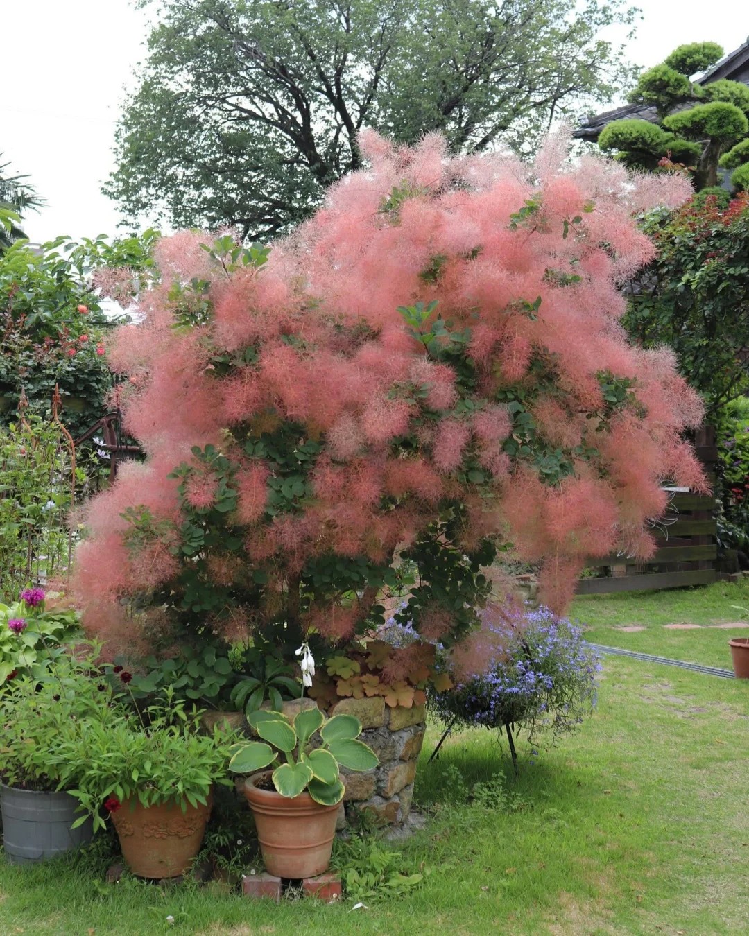 "Lạc lối" trước bình hoa khói tím: Loài cây nhìn như mây bông đang gây sốt góc nhà chị em- Ảnh 2. "Lạc lối" trước bình hoa khói tím: Loài cây nhìn như mây bông đang gây sốt góc nhà chị em- Ảnh 2.