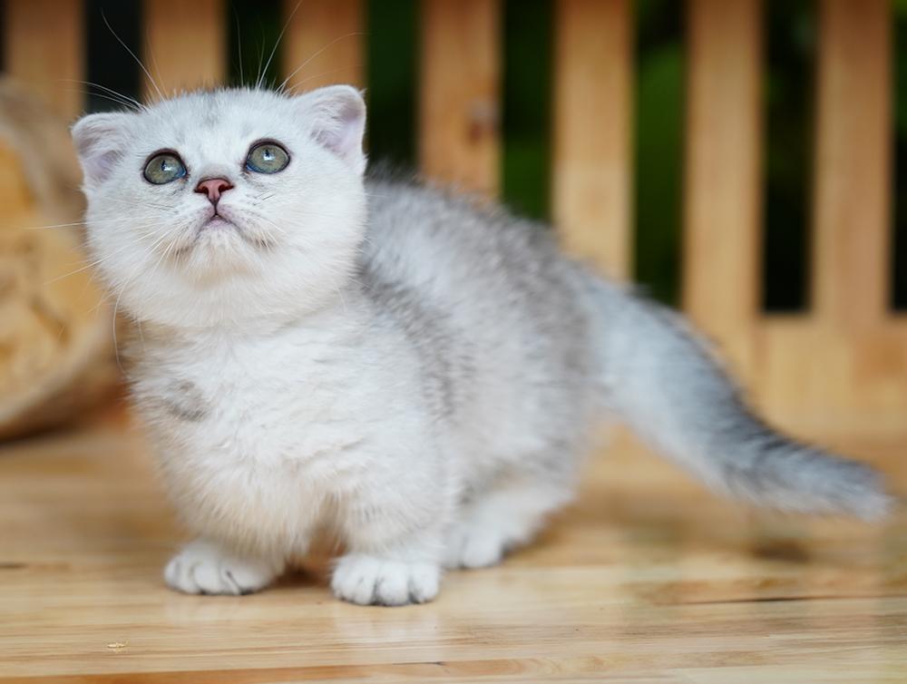 Mèo Anh lông ngắn – “bé bánh bao” đang chiếm trái tim người trẻ Sài Gòn- Ảnh 3.