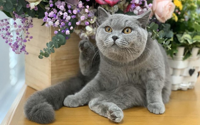 Mèo Anh lông ngắn – “bé bánh bao” đang chiếm trái tim người trẻ Sài Gòn- Ảnh 1.