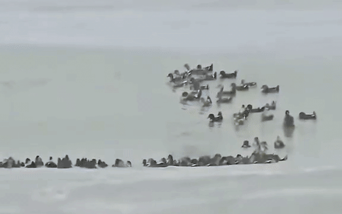 Fanpage của Vinpearl Nha Trang thông báo về tình trạng của đàn vịt "tài phiệt" trước bão số 15 Koto- Ảnh 4.