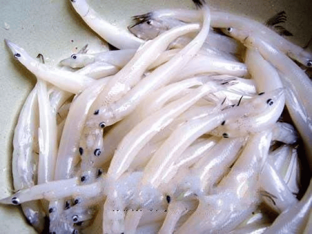 Việt Nam có loại cá đại bổ, được ví là "sâm nước", thịt ngọt như mì chính lại không xương- Ảnh 1. Việt Nam có loại cá đại bổ, được ví là "sâm nước", thịt ngọt như mì chính lại không xương- Ảnh 1.