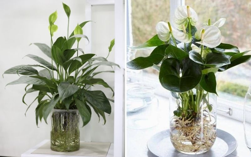 Ông bà xưa dạy: 3 loại cây càng để trong nhà càng “rút lộc, mất vận” - nhiều người trồng mà không hay- Ảnh 2. Ông bà xưa dạy: 3 loại cây càng để trong nhà càng “rút lộc, mất vận” - nhiều người trồng mà không hay- Ảnh 2.