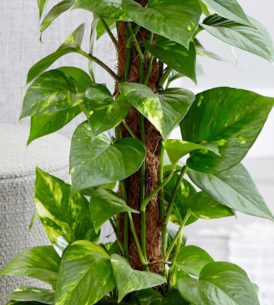 Ông bà xưa dạy: 3 loại cây càng để trong nhà càng “rút lộc, mất vận” - nhiều người trồng mà không hay- Ảnh 1. Ông bà xưa dạy: 3 loại cây càng để trong nhà càng “rút lộc, mất vận” - nhiều người trồng mà không hay- Ảnh 1.