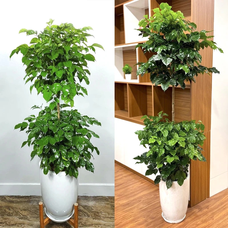 3 Loại Cây Nghe Tên Đã Thấy Có Lộc, Càng Trồng Lâu Trong Nhà Càng Hút Tiền Bạc Như Nam Châm, Người Giàu Rất Thích- Ảnh 1. 3 Loại Cây Nghe Tên Đã Thấy Có Lộc, Càng Trồng Lâu Trong Nhà Càng Hút Tiền Bạc Như Nam Châm, Người Giàu Rất Thích- Ảnh 1.