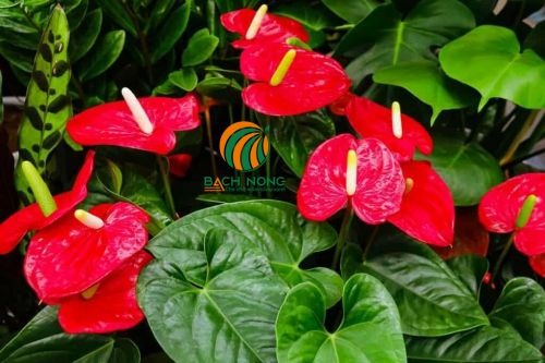 NASA gọi tên 10 cây tốt nhất để trồng trong nhà- Ảnh 8.