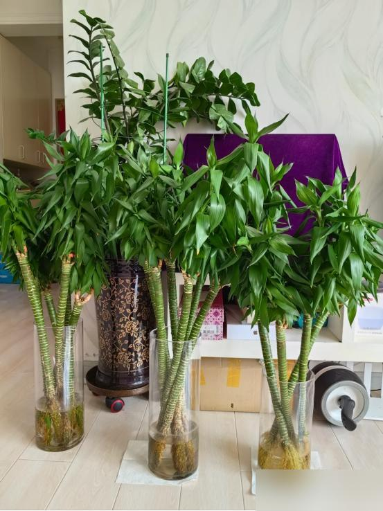 Cây trúc may mắn bị “cấm cửa” vì 4 lý do này: Hãy nghe lời khuyên của tôi - đừng trồng nó nữa!- Ảnh 1. Cây trúc may mắn bị “cấm cửa” vì 4 lý do này: Hãy nghe lời khuyên của tôi - đừng trồng nó nữa!- Ảnh 1.