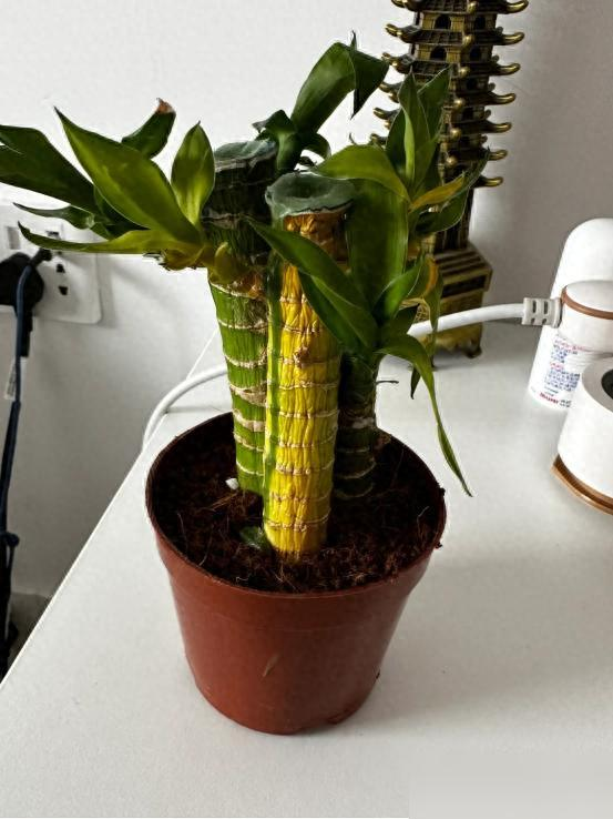 Cây trúc may mắn bị “cấm cửa” vì 4 lý do này: Hãy nghe lời khuyên của tôi - đừng trồng nó nữa!- Ảnh 3. Cây trúc may mắn bị “cấm cửa” vì 4 lý do này: Hãy nghe lời khuyên của tôi - đừng trồng nó nữa!- Ảnh 3.