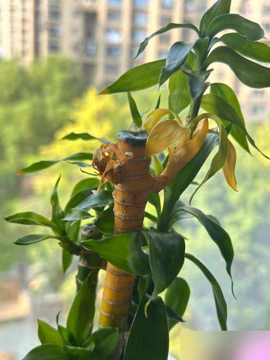 Cây trúc may mắn bị “cấm cửa” vì 4 lý do này: Hãy nghe lời khuyên của tôi - đừng trồng nó nữa!- Ảnh 5. Cây trúc may mắn bị “cấm cửa” vì 4 lý do này: Hãy nghe lời khuyên của tôi - đừng trồng nó nữa!- Ảnh 5.