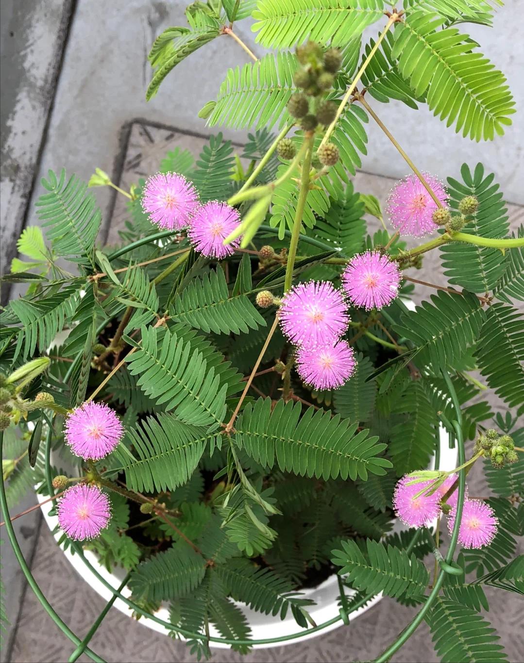 Phong thủy cảnh báo: 5 loại cây tuyệt đối không nên đặt ở phòng khách, kẻo “rước xui xẻo” và mất lộc trong nhà- Ảnh 5.