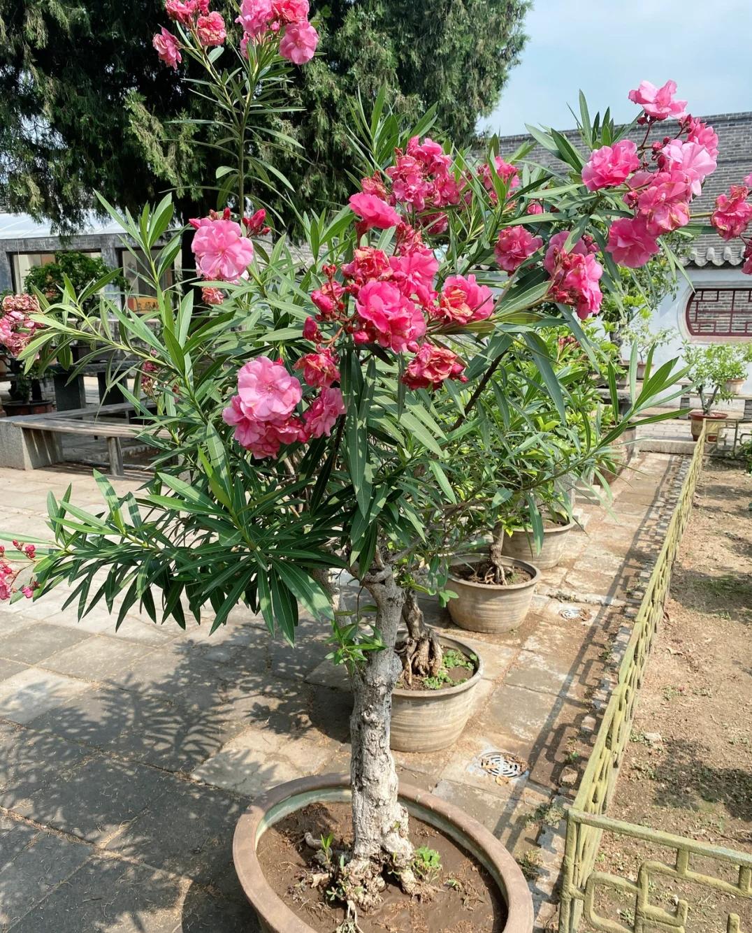 Phong thủy cảnh báo: 5 loại cây tuyệt đối không nên đặt ở phòng khách, kẻo “rước xui xẻo” và mất lộc trong nhà- Ảnh 2.