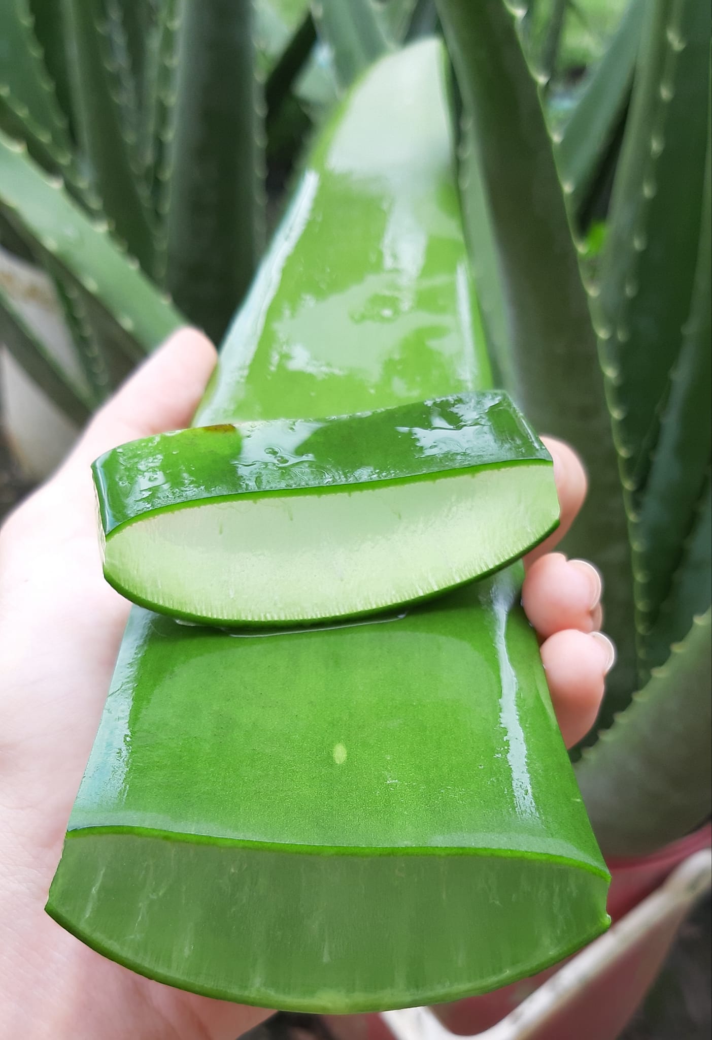 Ủ tóc 1 lần/tuần với nguyên liệu "tươi", mái tóc của cô nàng này nhìn bóng mượt tựa tráng gương- Ảnh 4.