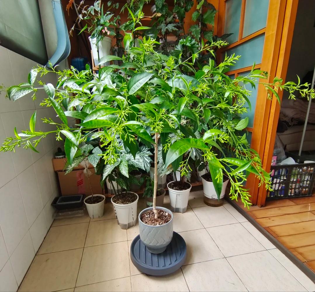 Phong thủy cảnh báo: 5 loại cây tuyệt đối không nên đặt ở phòng khách, kẻo “rước xui xẻo” và mất lộc trong nhà- Ảnh 3.