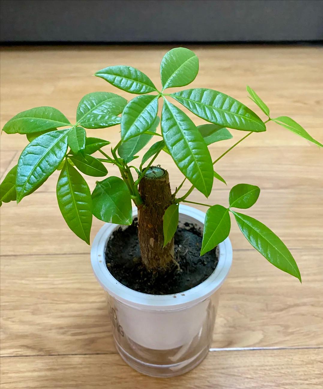 Phong thủy cảnh báo: 5 loại cây tuyệt đối không nên đặt ở phòng khách, kẻo “rước xui xẻo” và mất lộc trong nhà- Ảnh 4.