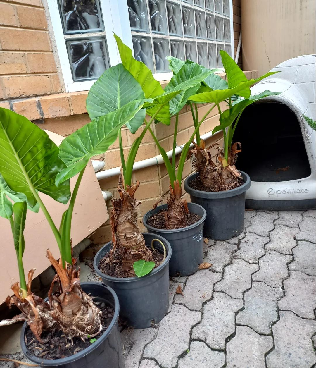 Phong thủy cảnh báo: 5 loại cây tuyệt đối không nên đặt ở phòng khách, kẻo “rước xui xẻo” và mất lộc trong nhà- Ảnh 1.