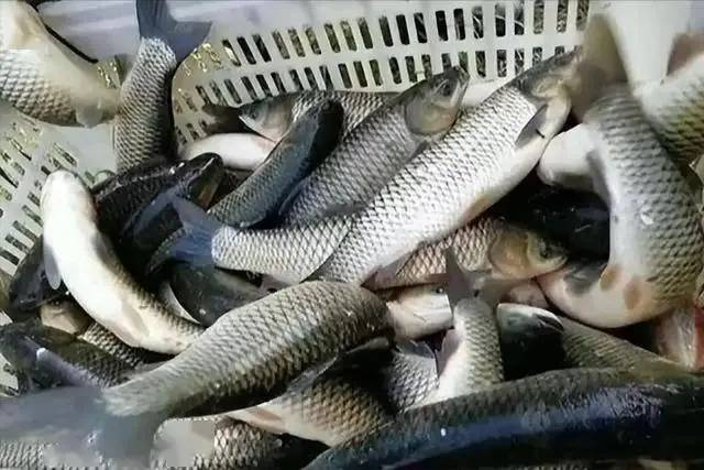 Protein quan trọng như thế nào đối với người cao tuổi? Sau 55 tuổi, nên ăn nhiều hơn 3 loại thực phẩm giàu protein này- Ảnh 6. Protein quan trọng như thế nào đối với người cao tuổi? Sau 55 tuổi, nên ăn nhiều hơn 3 loại thực phẩm giàu protein này- Ảnh 6.