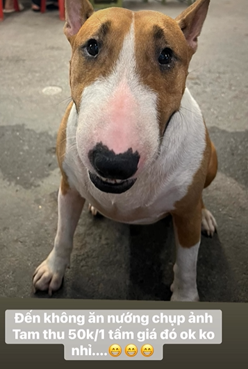 Thông báo khẩn từ chủ quán nướng Hà Nội có chú chó giống hệt “cậu Vàng” trong game Phở Anh Hai- Ảnh 7.