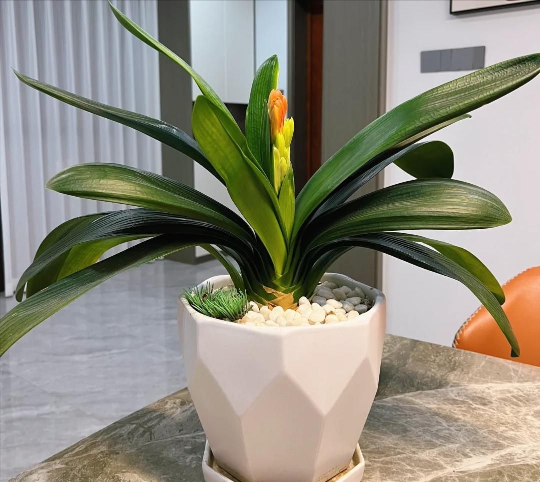 “Tôi hối hận vì đã trồng lan quân tử suốt 7 năm”: Tưởng bình yên, ai ngờ là gánh nặng khó chịu nhất trong nhà- Ảnh 2. “Tôi hối hận vì đã trồng lan quân tử suốt 7 năm”: Tưởng bình yên, ai ngờ là gánh nặng khó chịu nhất trong nhà- Ảnh 2.