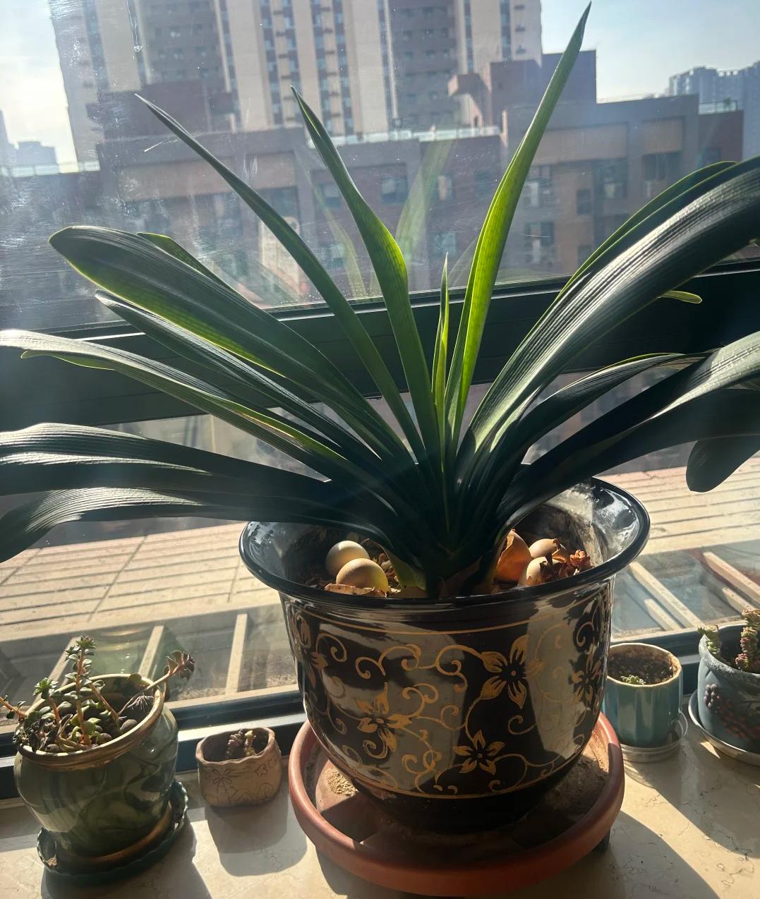 “Tôi hối hận vì đã trồng lan quân tử suốt 7 năm”: Tưởng bình yên, ai ngờ là gánh nặng khó chịu nhất trong nhà- Ảnh 3. “Tôi hối hận vì đã trồng lan quân tử suốt 7 năm”: Tưởng bình yên, ai ngờ là gánh nặng khó chịu nhất trong nhà- Ảnh 3.