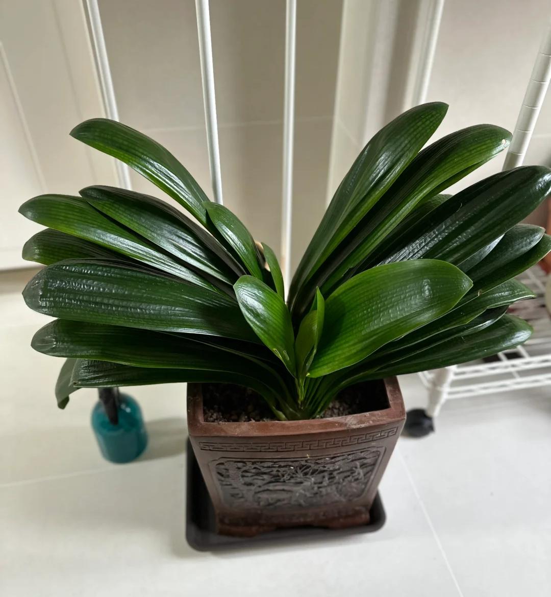 “Tôi hối hận vì đã trồng lan quân tử suốt 7 năm”: Tưởng bình yên, ai ngờ là gánh nặng khó chịu nhất trong nhà- Ảnh 1. “Tôi hối hận vì đã trồng lan quân tử suốt 7 năm”: Tưởng bình yên, ai ngờ là gánh nặng khó chịu nhất trong nhà- Ảnh 1.