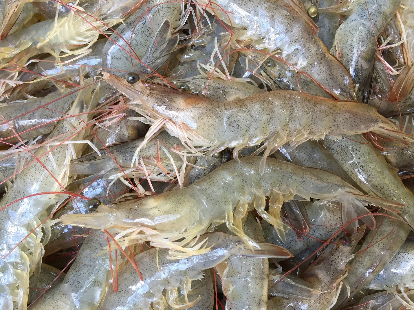 Thức ăn thủy sản De Heus được trao chứng nhận quốc tế- Ảnh 2.