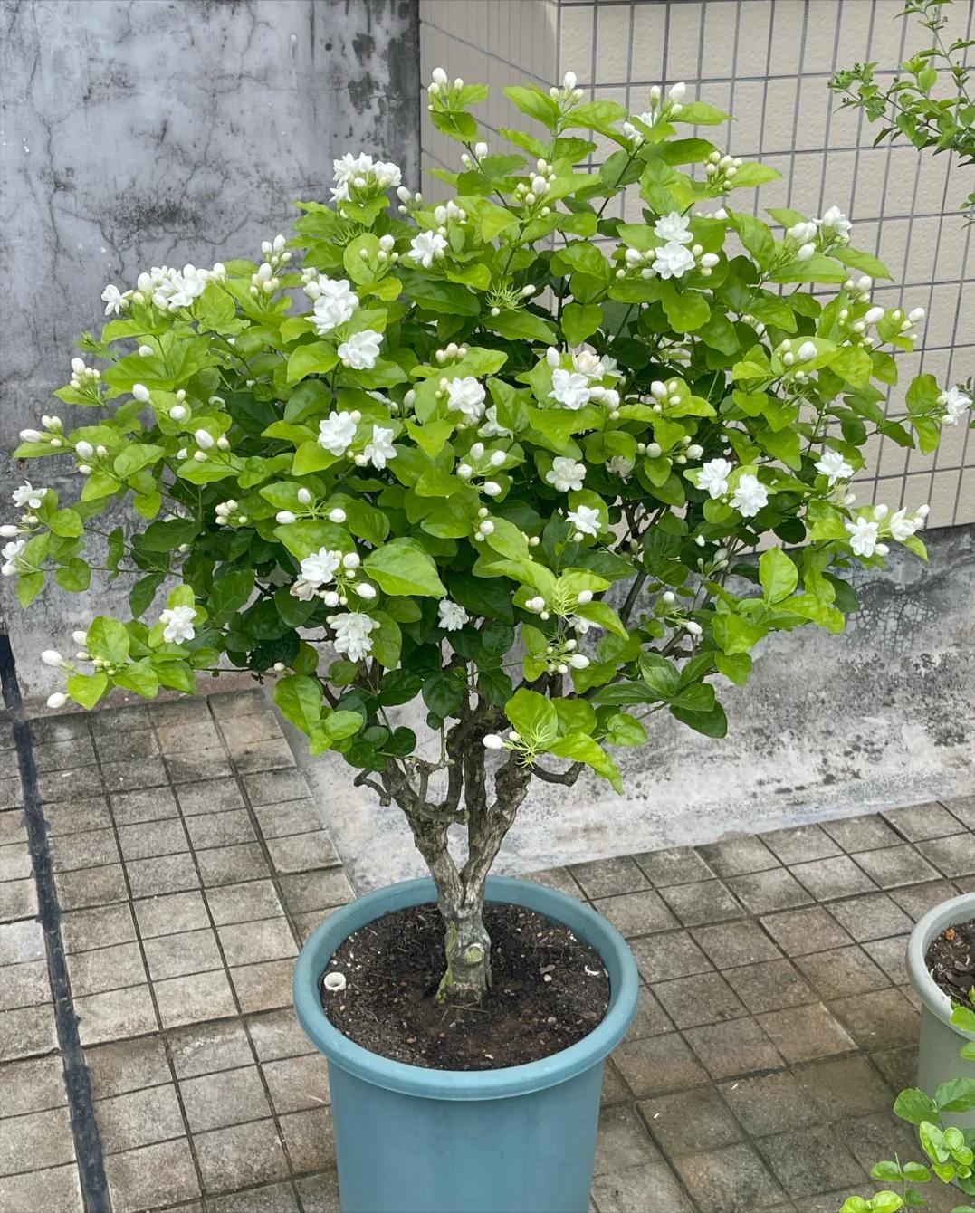 Trồng 1 trong 5 loại hoa này trước cửa, 9/10 gia đình đều “đón lộc vào nhà”- Ảnh 5. Trồng 1 trong 5 loại hoa này trước cửa, 9/10 gia đình đều “đón lộc vào nhà”- Ảnh 5.