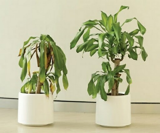 5 thứ trong bếp khiến cuộc sống xui rủi bấp bênh: Bỏ đi càng sớm càng tốt- Ảnh 3. 5 thứ trong bếp khiến cuộc sống xui rủi bấp bênh: Bỏ đi càng sớm càng tốt- Ảnh 3.