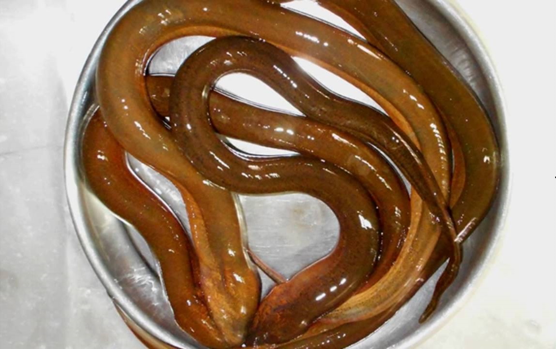 3 loại cá này ngon và bổ dưỡng nhất: Làm 3 món ăn siêu ngon lại giúp bổ não và có hệ miễn dịch tốt- Ảnh 2. 3 loại cá này ngon và bổ dưỡng nhất: Làm 3 món ăn siêu ngon lại giúp bổ não và có hệ miễn dịch tốt- Ảnh 2.