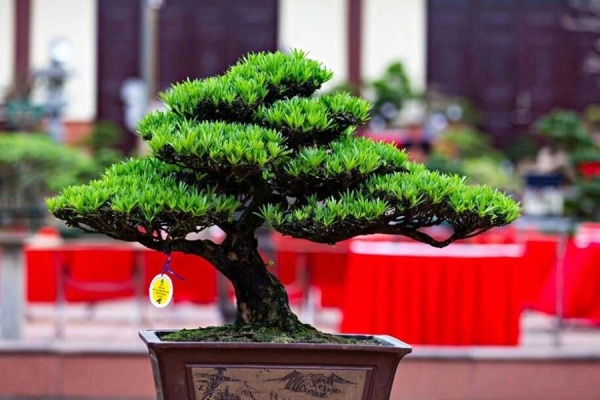 Loài cây "dễ chiều" hơn kim tiền 100 lần, trồng đâu xanh đó, tài lộc kéo vào nhà- Ảnh 2.