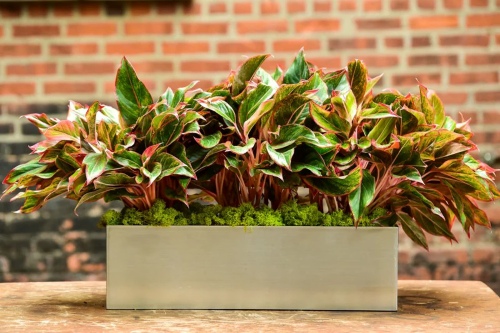 3 loại cây xanh mang “vận đỏ”, là “thỏi nam châm hút tài”: Gia chủ càng trồng càng may mắn và giàu có- Ảnh 3. 3 loại cây xanh mang “vận đỏ”, là “thỏi nam châm hút tài”: Gia chủ càng trồng càng may mắn và giàu có- Ảnh 3.