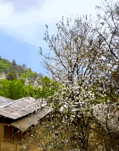 Quả mắc nhung là gì mà ai lên Sơn La cũng muốn thử một lần cho biết?- Ảnh 11.