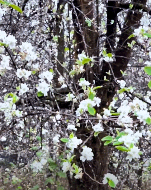 Quả mắc nhung là gì mà ai lên Sơn La cũng muốn thử một lần cho biết?- Ảnh 10.