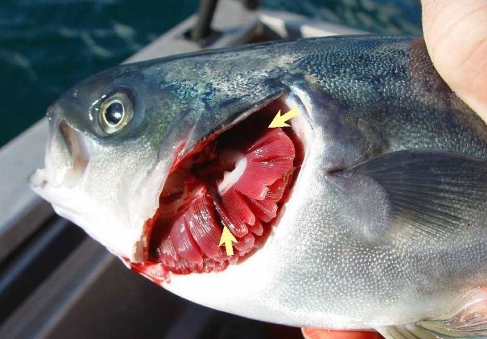 7 dấu hiệu cho thấy cá nhiễm ký sinh trùng, tuyệt đối không mua- Ảnh 1. 7 dấu hiệu cho thấy cá nhiễm ký sinh trùng, tuyệt đối không mua- Ảnh 1.